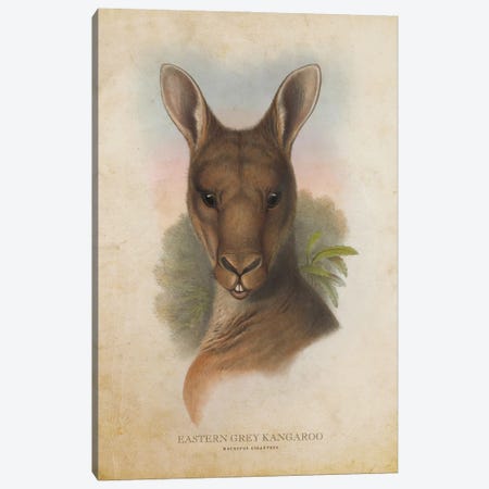Vintage Eastern Grey Kangaroo Canvas Print #ADP3327} by Aged Pixel Art Print