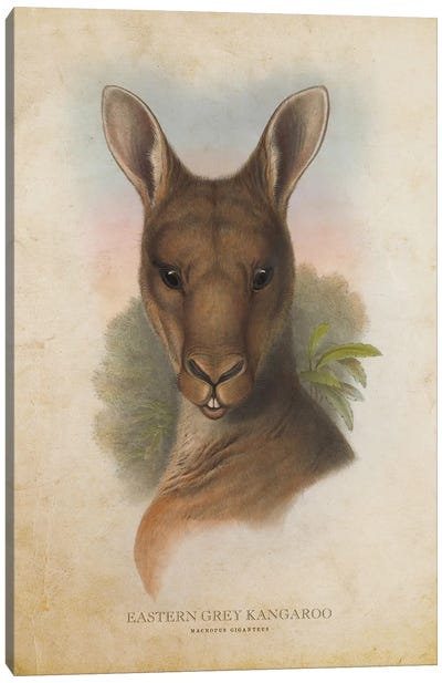 Vintage Eastern Grey Kangaroo Canvas Art Print - Kangaroo Art