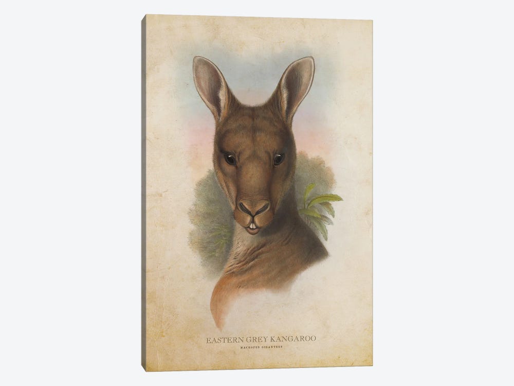 Vintage Eastern Grey Kangaroo by Aged Pixel 1-piece Canvas Print