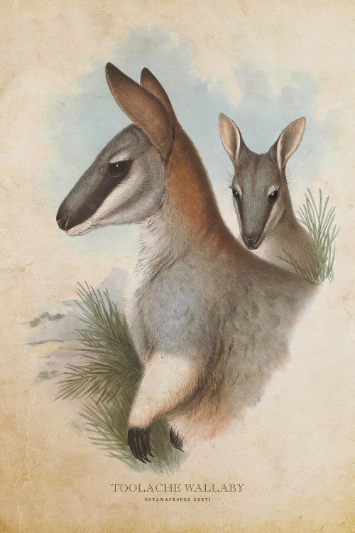 Vintage Toolache Wallaby by Aged Pixel wall art