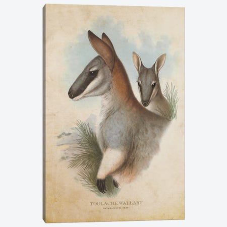 Vintage Toolache Wallaby Canvas Print #ADP3328} by Aged Pixel Canvas Artwork