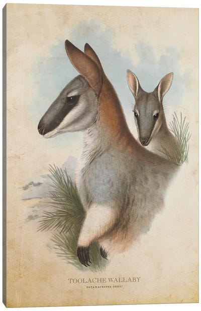 Vintage Toolache Wallaby Canvas Art Print - Kangaroo Art