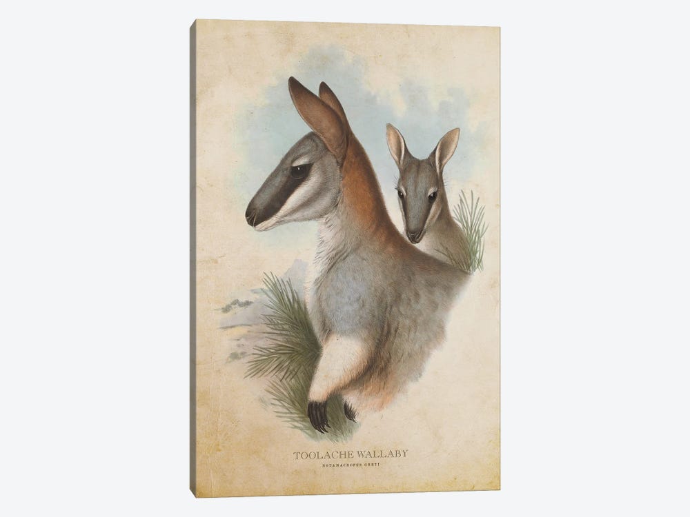 Vintage Toolache Wallaby by Aged Pixel 1-piece Canvas Art