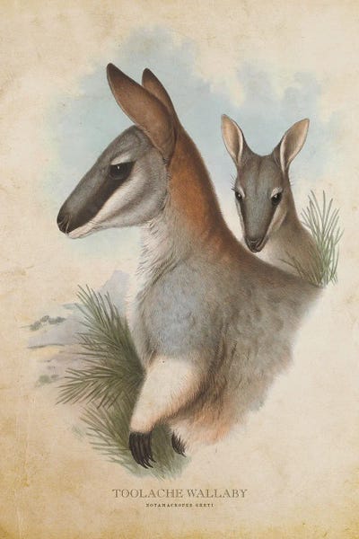 Kangaroos: Vintage Toolache Wallaby by Aged Pixel