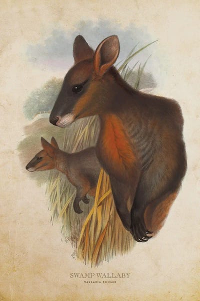 Vintage Swamp Wallaby by Aged Pixel framed wall art