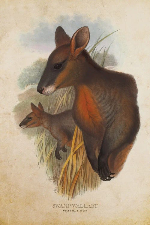 Vintage Swamp Wallaby by Aged Pixel wall art