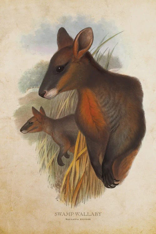 Vintage Swamp Wallaby