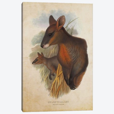 Vintage Swamp Wallaby Canvas Print #ADP3329} by Aged Pixel Canvas Artwork
