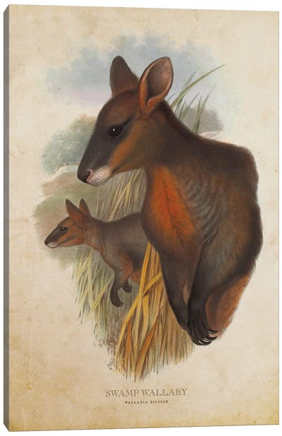 Vintage Swamp Wallaby Canvas Art Print - Kangaroo Art