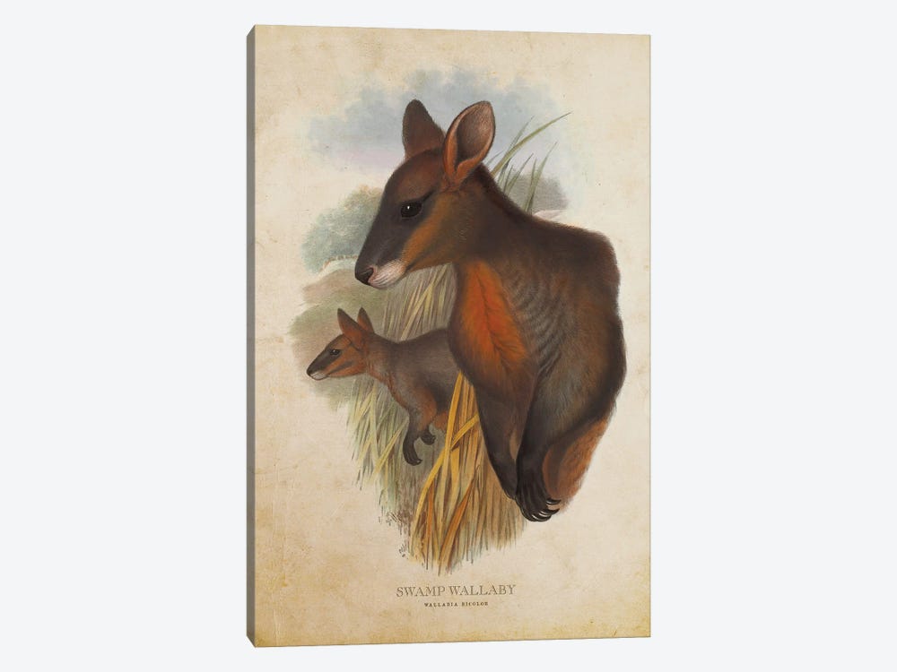 Vintage Swamp Wallaby by Aged Pixel 1-piece Art Print