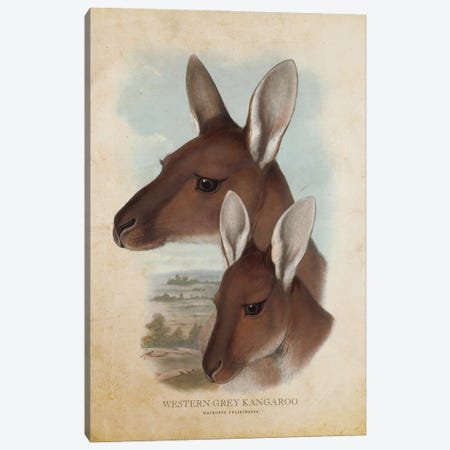 Vintage Western Grey Kangaroo Canvas Print #ADP3330} by Aged Pixel Canvas Art Print