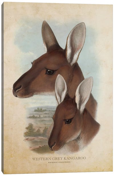 Vintage Western Grey Kangaroo Canvas Art Print - Kangaroo Art