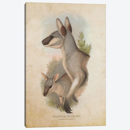 Vintage Whiptail Wallaby Canvas Print #ADP3331} by Aged Pixel Canvas Print