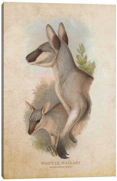 Vintage Whiptail Wallaby Canvas Art Print - Kangaroo Art