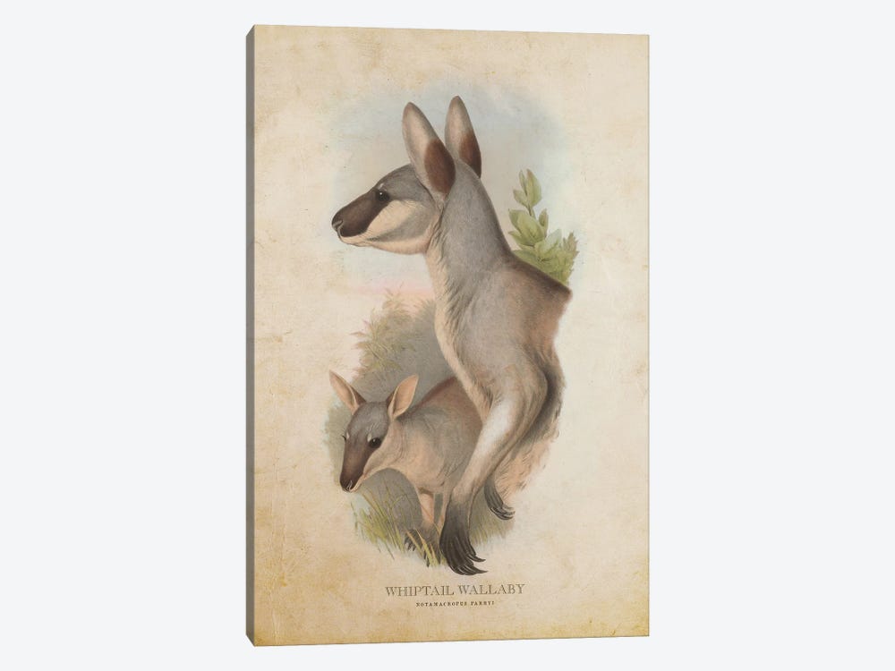 Vintage Whiptail Wallaby by Aged Pixel 1-piece Canvas Art