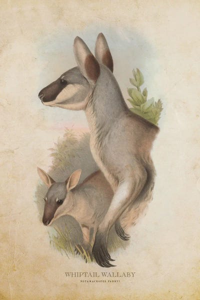 Kangaroos: Vintage Whiptail Wallaby by Aged Pixel
