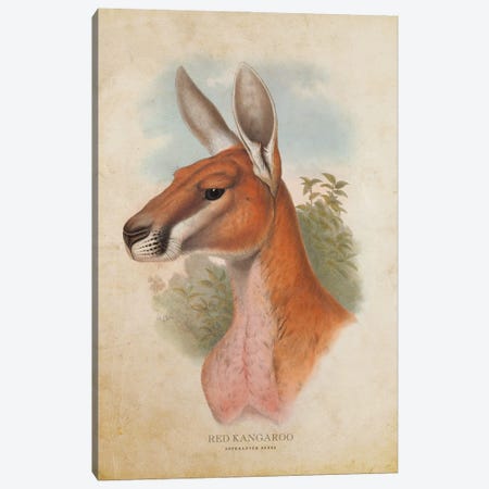 Vintage Red Kangaroo Canvas Print #ADP3332} by Aged Pixel Art Print
