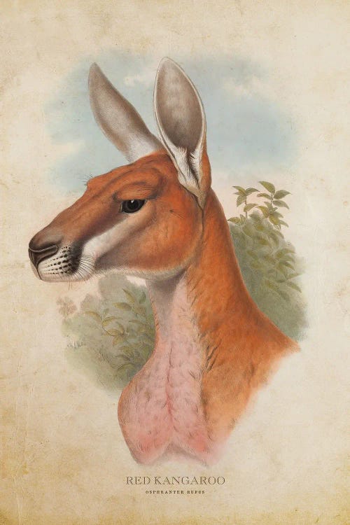 Vintage Red Kangaroo by Aged Pixel wall art