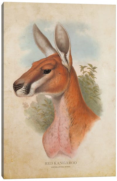 Vintage Red Kangaroo Canvas Art Print - Kangaroo Art