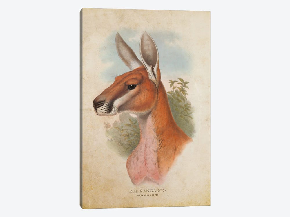 Vintage Red Kangaroo by Aged Pixel 1-piece Canvas Art Print