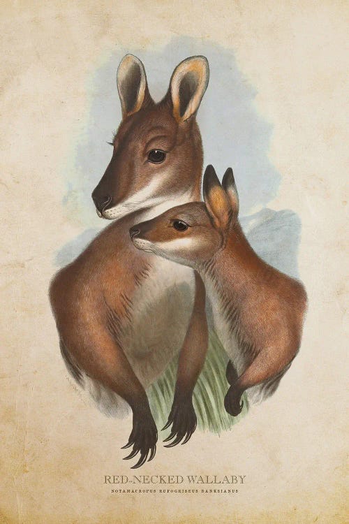 Vintage Red-Necked Wallaby