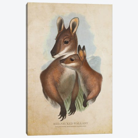 Vintage Red-Necked Wallaby Canvas Print #ADP3333} by Aged Pixel Canvas Art Print