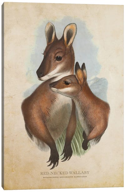Vintage Red-Necked Wallaby Canvas Art Print - Kangaroo Art