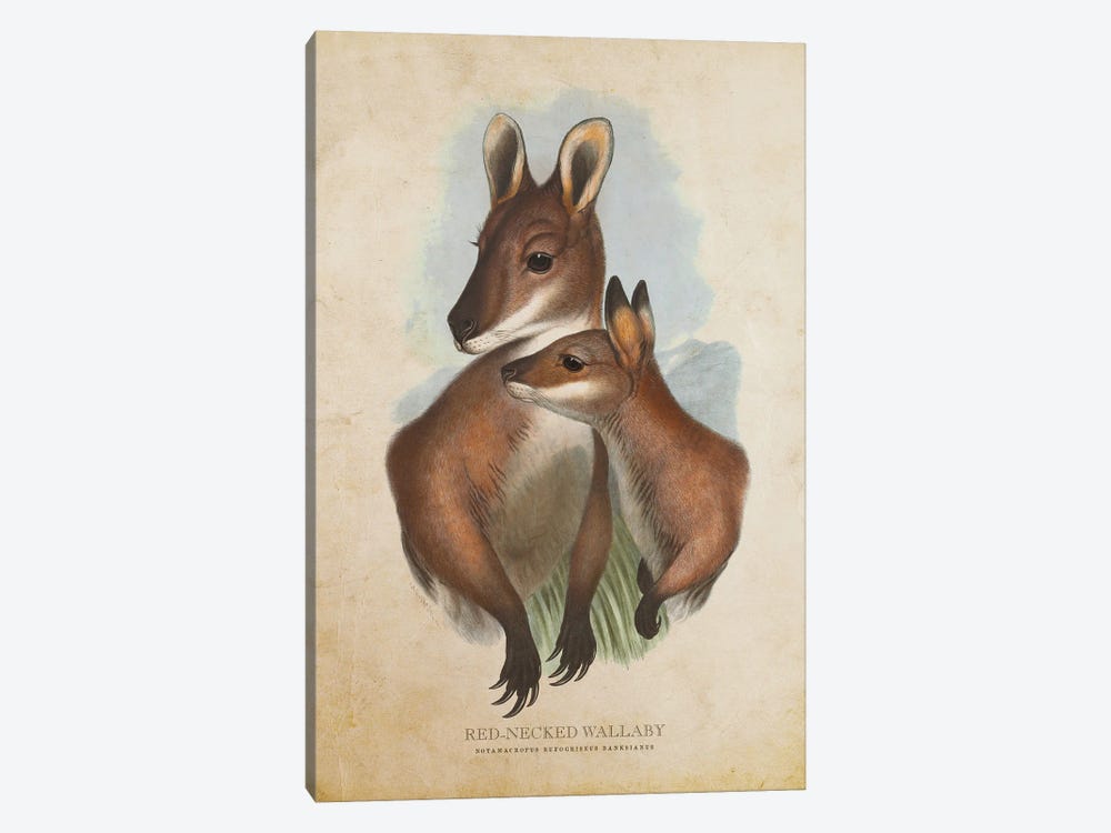 Vintage Red-Necked Wallaby by Aged Pixel 1-piece Canvas Artwork
