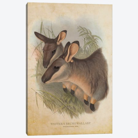 Vintage Western Brush Wallaby Canvas Print #ADP3334} by Aged Pixel Canvas Art