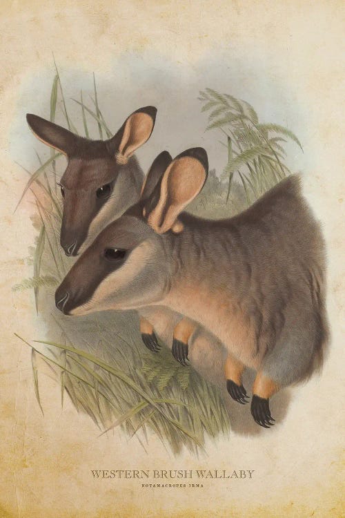 Vintage Western Brush Wallaby by Aged Pixel wall art