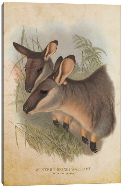 Vintage Western Brush Wallaby Canvas Art Print - Kangaroo Art