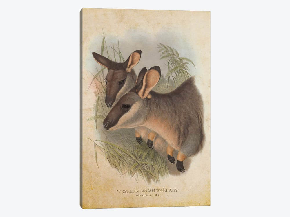 Vintage Western Brush Wallaby by Aged Pixel 1-piece Art Print