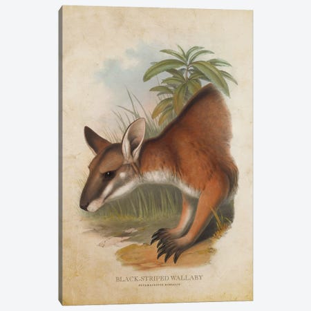 Vintage Black-Striped Wallaby Canvas Print #ADP3335} by Aged Pixel Canvas Art