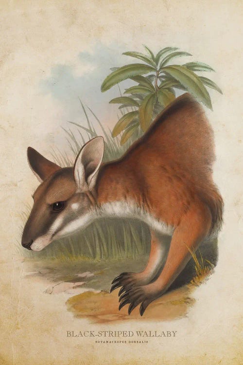 Vintage Black-Striped Wallaby by Aged Pixel wall art