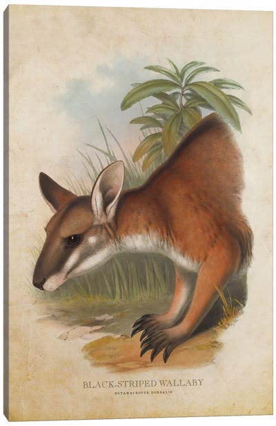 Vintage Black-Striped Wallaby Canvas Art Print - Kangaroo Art