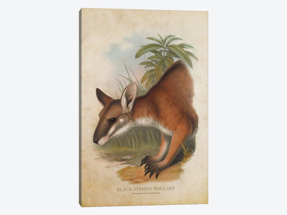 Vintage Black-Striped Wallaby by Aged Pixel 1-piece Canvas Art