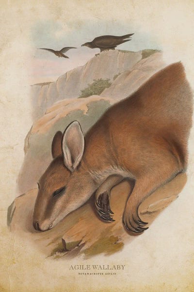 Vintage Agile Wallaby by Aged Pixel framed wall art