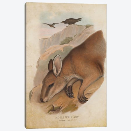 Vintage Agile Wallaby Canvas Print #ADP3336} by Aged Pixel Canvas Artwork