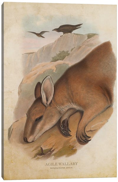 Vintage Agile Wallaby Canvas Art Print - Kangaroo Art