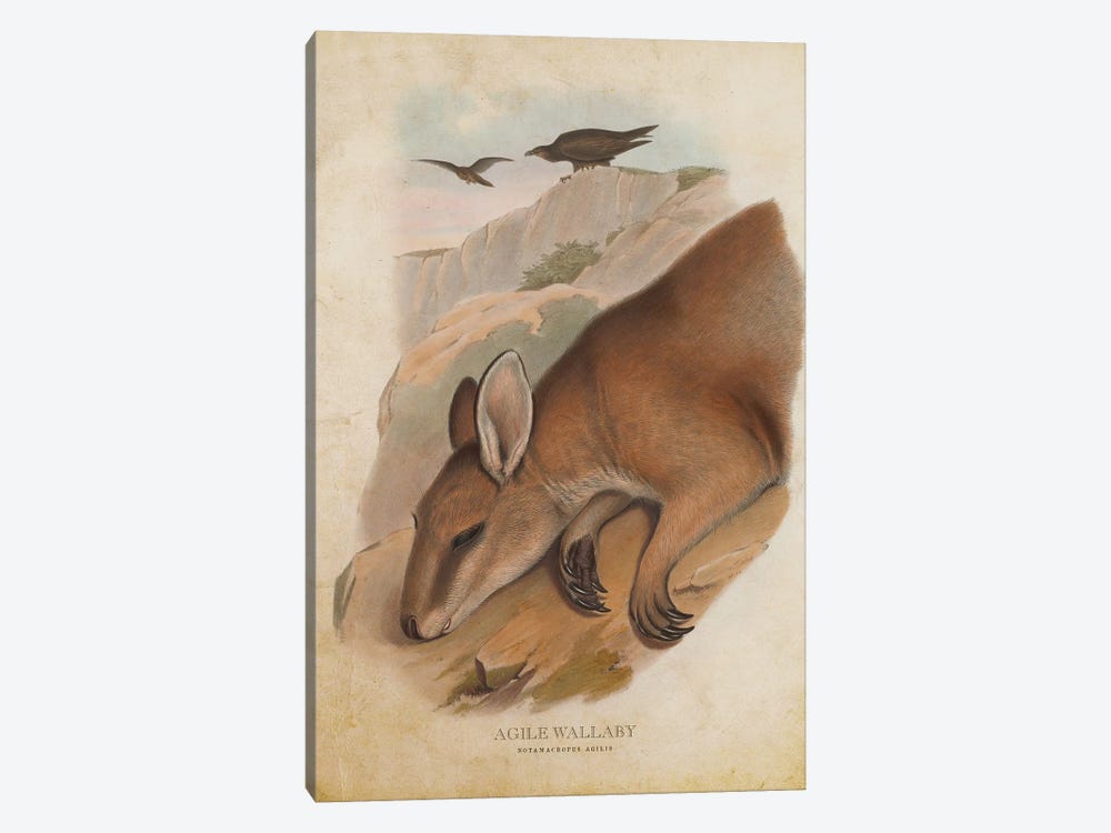 Vintage Agile Wallaby by Aged Pixel 1-piece Canvas Art Print
