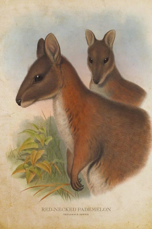 Vintage Red-Necked Pademelon