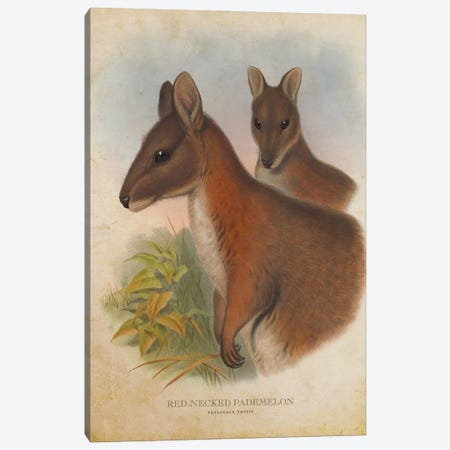 Vintage Red-Necked Pademelon Canvas Print #ADP3337} by Aged Pixel Canvas Wall Art