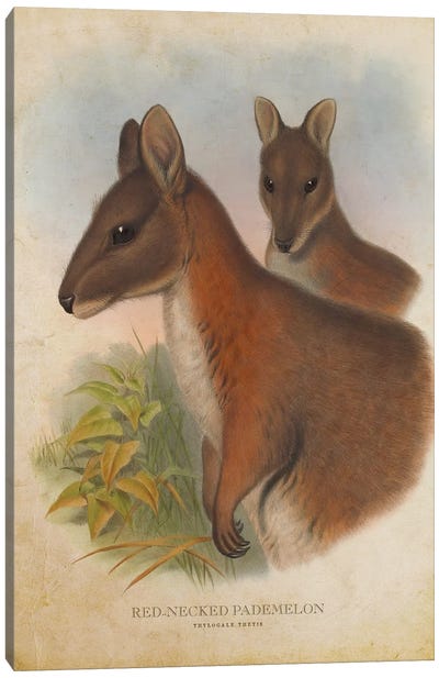 Vintage Red-Necked Pademelon Canvas Art Print - Kangaroo Art