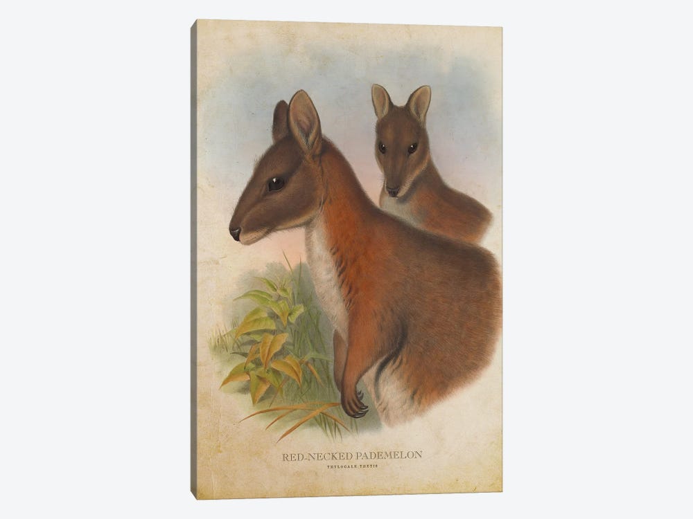 Vintage Red-Necked Pademelon by Aged Pixel 1-piece Canvas Artwork