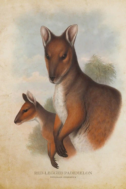 Vintage Red-Legged Pademelon