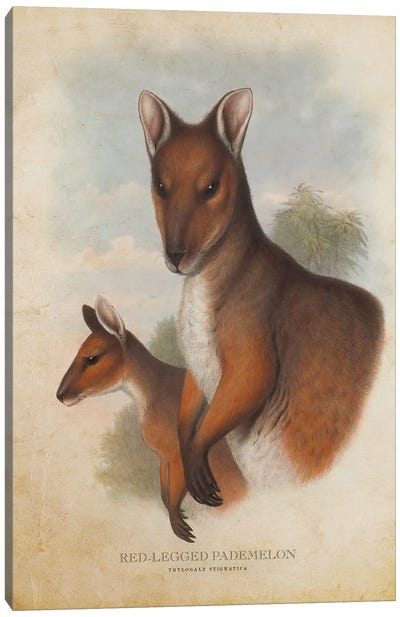 Vintage Red-Legged Pademelon Canvas Art Print - Kangaroo Art