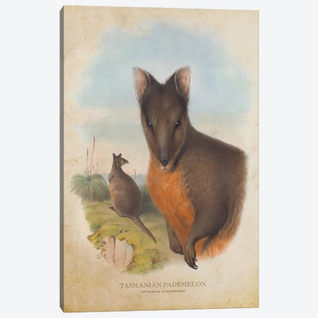Vintage Tasmanian Pademelon Canvas Print #ADP3339} by Aged Pixel Art Print