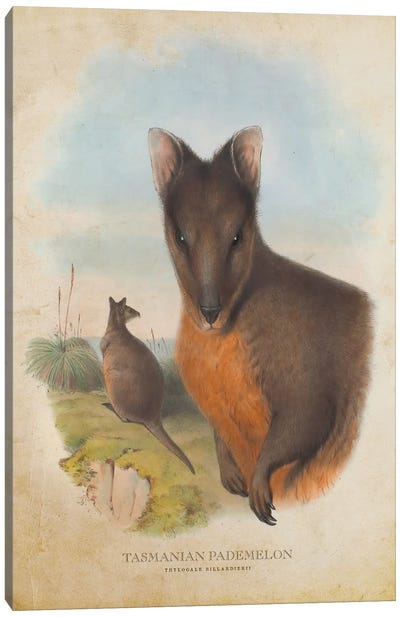Vintage Tasmanian Pademelon Canvas Art Print - Kangaroo Art