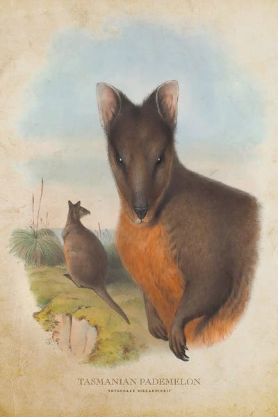 Kangaroos: Vintage Tasmanian Pademelon by Aged Pixel