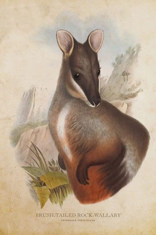 Vintage Brush-Tailed Rock Wallaby